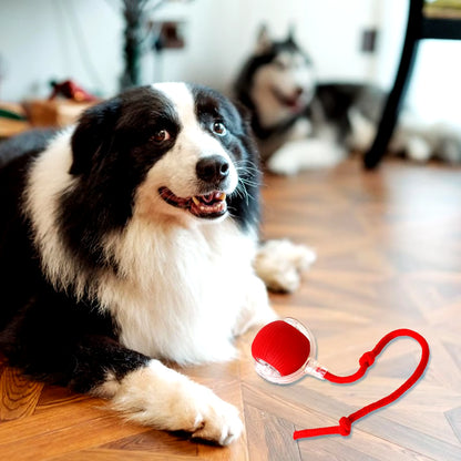 Interactive Cat Toys